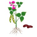 A bean plant on a white background.