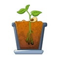 Bean plant growing icon, cartoon style Royalty Free Stock Photo