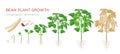 Bean plant growth stages infographic elements in flat design. Planting process of beans from seeds sprout to ripe Royalty Free Stock Photo