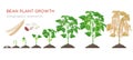 Bean plant growth stages infographic elements in flat design. Planting process of beans from seeds sprout to ripe Royalty Free Stock Photo