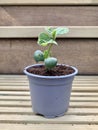 Bean plant seedling