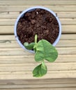 Bean plant seedling