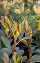 plant Vicia faba close up of leaves,also fava at sunset Royalty Free Stock Photo