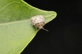 Bean plastid beetle, Megacopta cribraria at Satara, Maharashtra