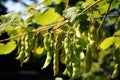 Bean pods in the garden