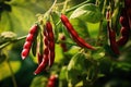 Bean pods in the garden