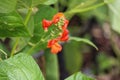 Scarlet runner bean blooms Royalty Free Stock Photo