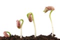 Bean seed germination Royalty Free Stock Photo