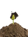 Bean seed germination in ground Royalty Free Stock Photo