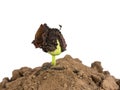 Bean seed germination in ground Royalty Free Stock Photo