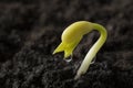 Bean seed growing out from soil