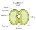 Bean Seed Structure Dicot Royalty Free Stock Photo