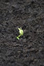 Bean seedling Royalty Free Stock Photo