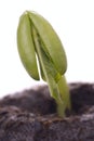 Bean Seedling Macro Royalty Free Stock Photo