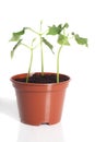 Bean seedlings Royalty Free Stock Photo