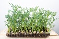 Bean seedlings microgreen