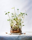 Seeds sprouting roots and leaves in laboratory dish