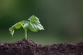 Bean sprout on a blurred background. The young plant sprouted from the soil.