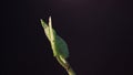 Bean Sprout germinating. Isolated on black background. Spring time lapse. Growing plant. Royalty Free Stock Photo