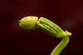 Bean Sprout Macro Photograph With Copy Space