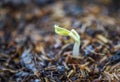 Bean sprout seed growing out of ground agriculture - Close up Organic Sprouting beans on Cultivated soil Royalty Free Stock Photo