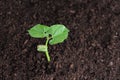 Bean sprout in soil Royalty Free Stock Photo