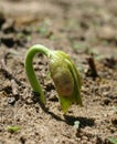 Bean sprout stage 2 Royalty Free Stock Photo