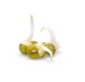 Bean Sprouts ,Baby beans on White Background Royalty Free Stock Photo