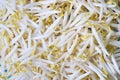 Bean Sprouts Royalty Free Stock Photo