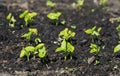 Bean sprouts.Closeup of organically grown runner bean sprout growing on garden plot soft focus background Royalty Free Stock Photo