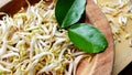 Bean sprouts for cooking in a bowl Royalty Free Stock Photo