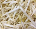 Bean sprouts image for wallpaper