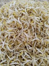 bean sprouts Royalty Free Stock Photo