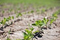 Bean Sprouts in row crops struggle in drought Royalty Free Stock Photo