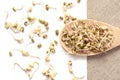 Bean sprouts. Spread beans. White background. Wooden spoon Royalty Free Stock Photo