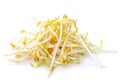 Bean Sprouts Royalty Free Stock Photo