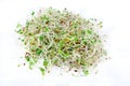 Bean Sprouts on White Background Royalty Free Stock Photo