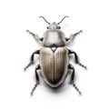 Bean weevil beetle isolated on white created with Generative AI