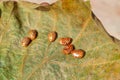 beans and castor oil seeds on leaves,castor oil plant,castor oil left