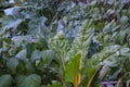 Beans, collard greens, kale and Swiss chard in a square foot gar Royalty Free Stock Photo