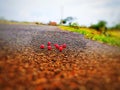Beans with colourful road