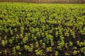 Field beans, fava,young plants in spring, sunlit leaves