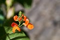 Beans in the field blooms with red flowers in early summer Royalty Free Stock Photo