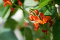 Beans in the field blooms with red flowers in early summer Royalty Free Stock Photo