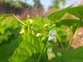 Beans flowers is garden. Royalty Free Stock Photo