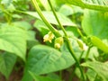 Beans flowers is garden. A vegetable flower. Royalty Free Stock Photo