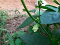 Beans flowers is garden. A vegetable flower. Royalty Free Stock Photo