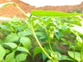 Beans flowers is garden. A vegetable flower. Royalty Free Stock Photo