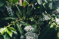 Beans and green coffee plants in nature Royalty Free Stock Photo