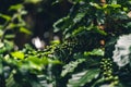 Beans and green coffee plants in nature Royalty Free Stock Photo